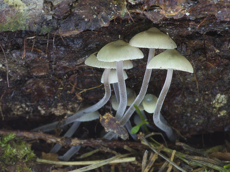 Mycena amicta